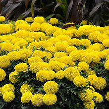 Marigold Afr Taishan Yellow _Biocarve Seeds