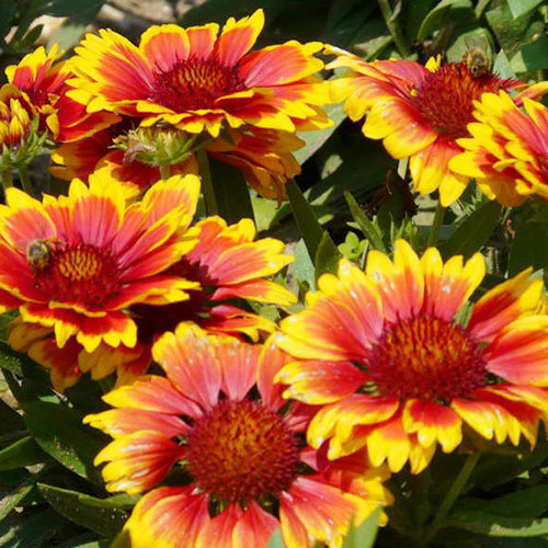 Gaillardia Mix_Biocarve — Heartyculture Nursery