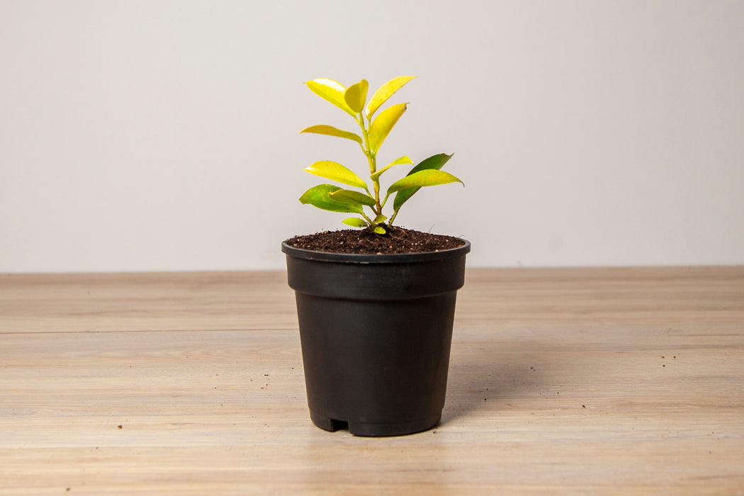 Ficus panda golden