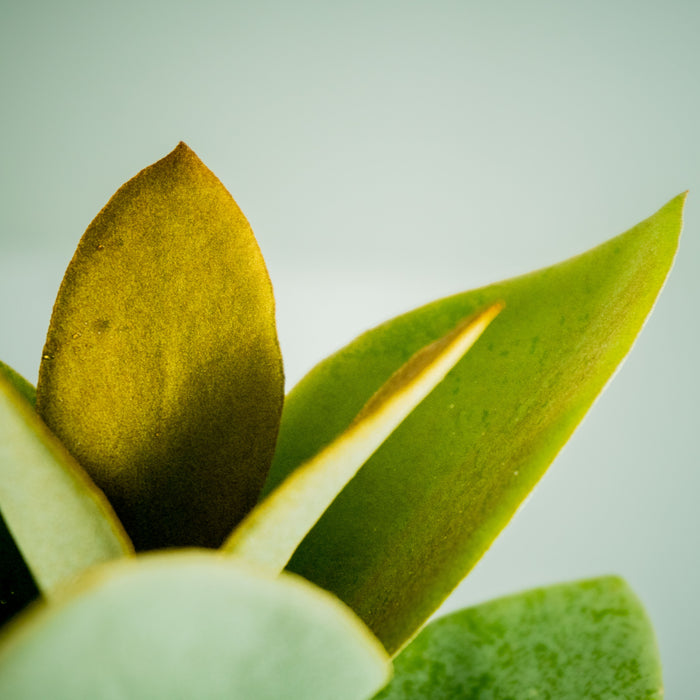 Kalanchoe Orgyalis “Copper Spoon”