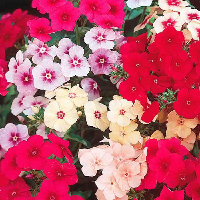 Phlox Beauty Mix_Biocarve