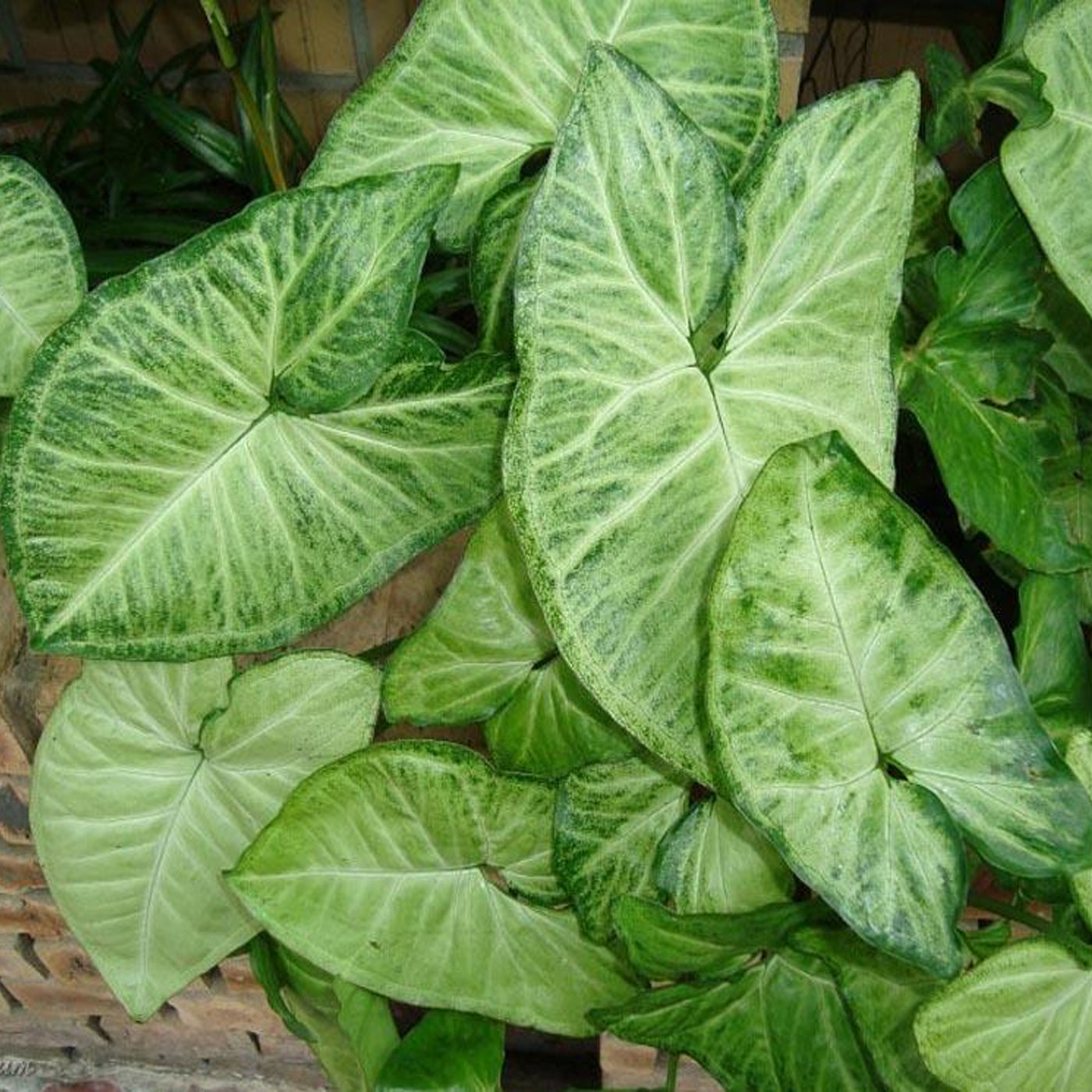 Syngonium Butterfly 